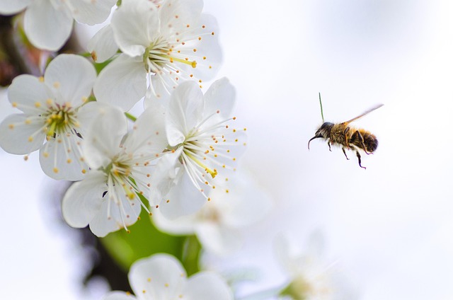 Opdag de skjulte fordele ved kirsebærlaurbær: Fra sundhed til skønhed