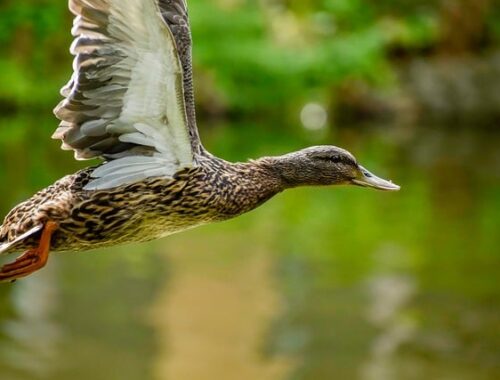 Krydsordsgåder: Sådan løser du de trickieste ledetråde