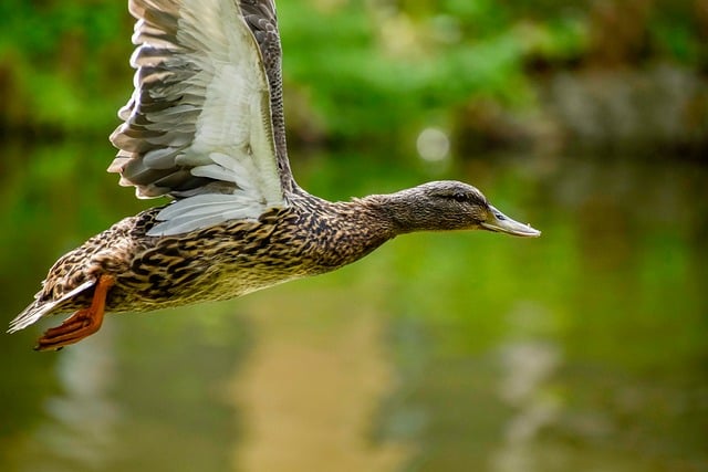 Krydsordsgåder: Sådan løser du de trickieste ledetråde