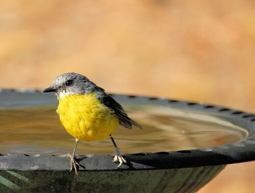 Fuglebad i haven: Hvordan man holder det rent og hygiejnisk