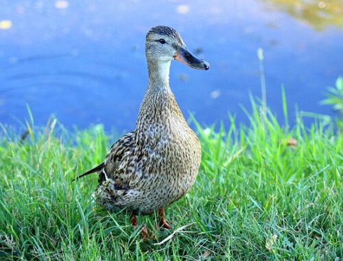 Ordleg og strategi: Krydsordsløsning for kreative hjerner