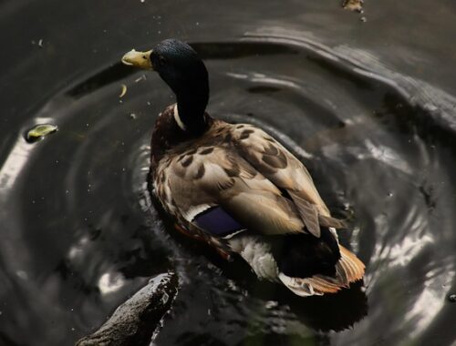 Typiske faldgruber i krydsord – og sådan undgår du dem