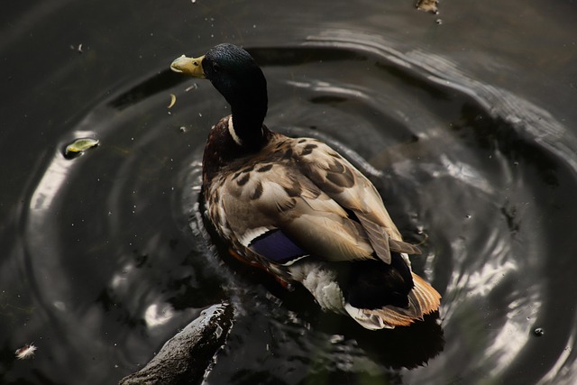 Typiske faldgruber i krydsord – og sådan undgår du dem
