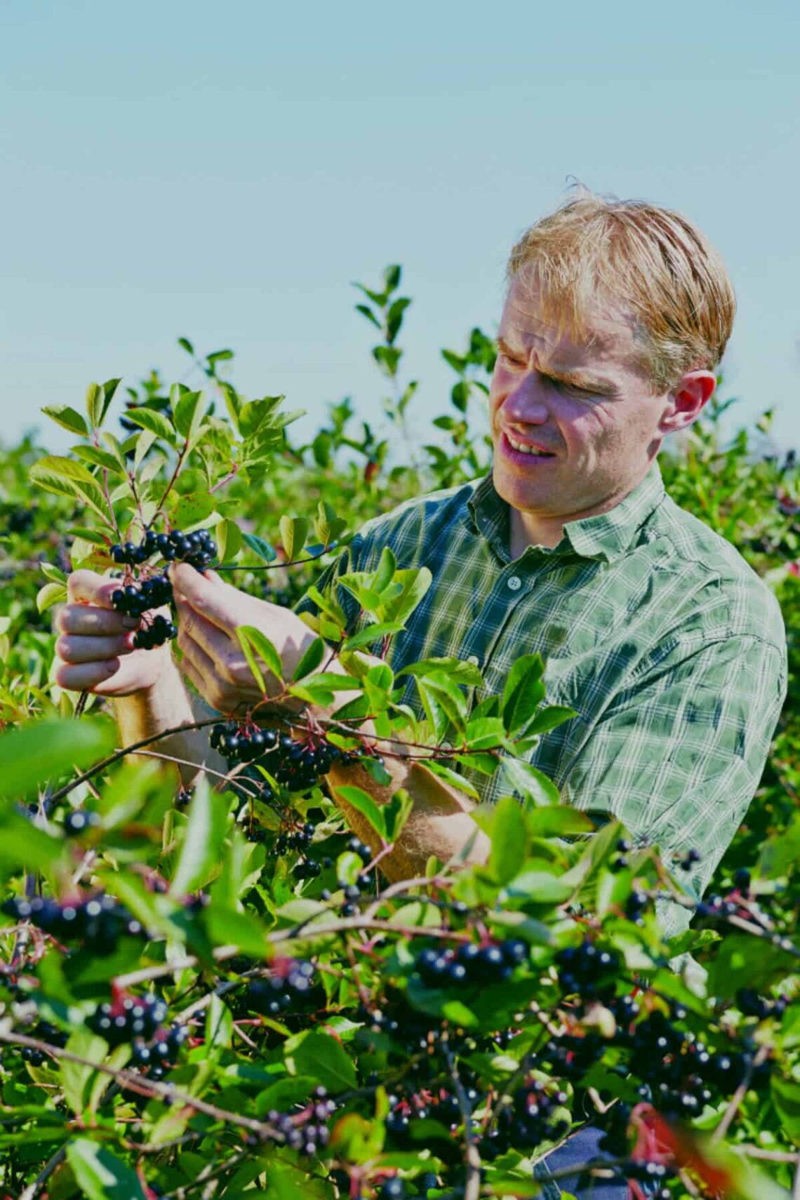 Fra jord til bord: Opskrifter og råd til dyrkning af aronia-buske