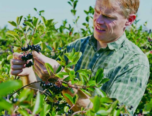 Fra jord til bord: Opskrifter og råd til dyrkning af aronia-buske